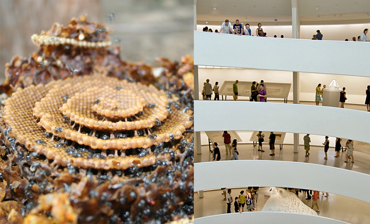 ハチの巣の形には、らせん状と同心円を作る不思議なルールがあると判明！　結晶の生成プロセスに似ているの画像 3/4