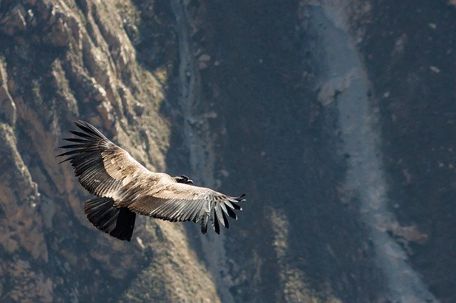 巨大コンドルは170kmを 1回も羽ばたかず に飛べる ナゾロジー
