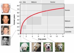 ワンちゃんって本当は何歳？　ゲノム解析から「犬の1歳は人の30歳に相当する」と判明の画像 2/4
