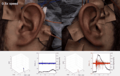 人は興味のある音を聞くとき「誰でも耳をピクピクできる」と判明！　制御する脳領域が神経化石として残っていた！の画像 4/5