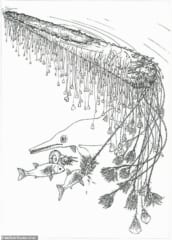 そんなバカな…。古代生物「ウミユリ」は流木をイカダにして生活していたの画像 4/4