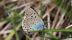 40年前に「絶滅した青いチョウ」の再繁殖に成功！イギリスで完全復活するの画像 1/4