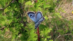 40年前に「絶滅した青いチョウ」の再繁殖に成功！イギリスで完全復活するの画像 2/4