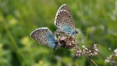 40年前に「絶滅した青いチョウ」の再繁殖に成功！イギリスで完全復活するの画像 4/4