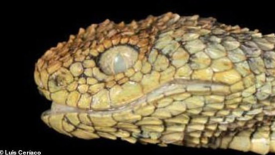 アフリカの孤島で「ドラゴンみたいな猛毒ヘビ」を新発見！学名は”研究者が好きなヘヴィメタバンド”に由来