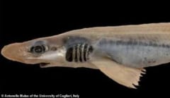 専門家も唖然、イタリア近海で「皮膚のないサメ」が発見される！気候変動による突然変異か…の画像 1/4