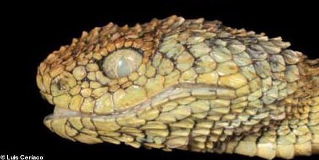 アフリカの孤島で「ドラゴンみたいな猛毒ヘビ」を新発見！学名は”研究者が好きなヘヴィメタバンド”に由来の画像 1/5