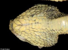 アフリカの孤島で「ドラゴンみたいな猛毒ヘビ」を新発見！学名は”研究者が好きなヘヴィメタバンド”に由来の画像 2/5