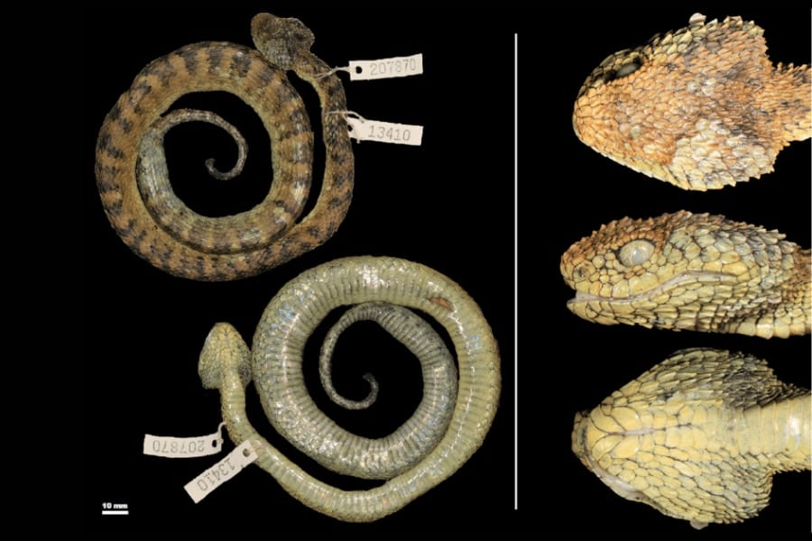 アフリカの孤島で「ドラゴンみたいな猛毒ヘビ」を新発見！学名は研究者が好きなヘヴィメタバンドに由来