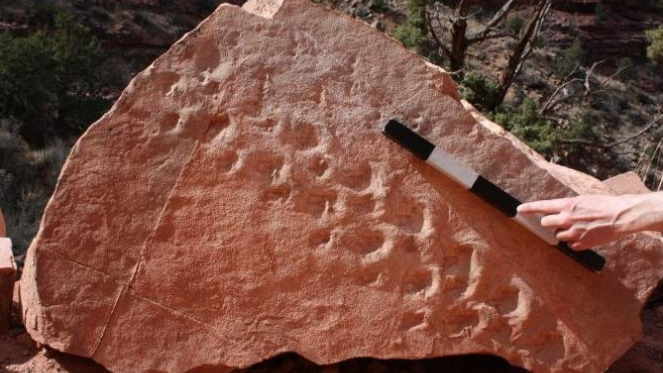 3億年前の「脊椎動物の足跡」が米グランドキャニオンで見つかる。足跡化石の”最古の記録”を更新！