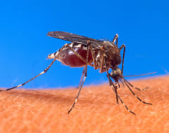 メスの子どもを残せないよう「遺伝子操作された蚊」を放出予定。環境への影響はいかに…の画像 2/4
