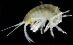 マイクロプラスチックは、川にいる甲殻類が「ゴミを噛み砕く」ことにより極小化されていたと判明の画像 4/5