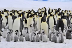 「うんちの痕跡」を衛星写真で追うと、ペンギンの隠れコロニーが発見できちゃった。の画像 3/4