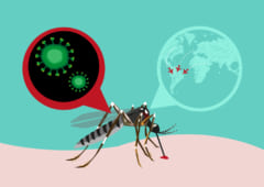 メスの子どもを残せないよう「遺伝子操作された蚊」を放出予定。環境への影響はいかに…の画像 3/4