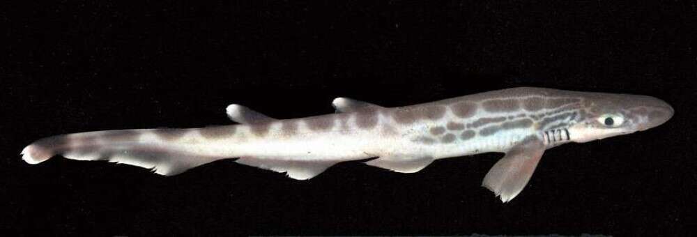 専門家も唖然、イタリア近海で「皮膚のないサメ」が発見される！気候変動による突然変異か…の画像 2/4