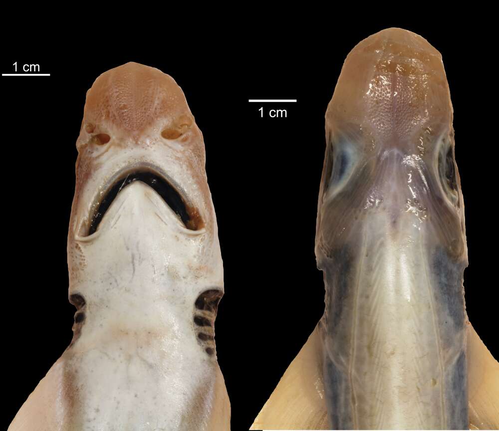 専門家も唖然 イタリア近海で 皮膚のないサメ が発見される 気候変動による突然変異か の画像 4 4 ナゾロジー
