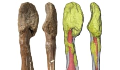 史上初、恐竜がヒトと同じ「骨のがん」に罹っていた証拠を発見！　がんの進化を解明する上で貴重な資料にの画像 1/3