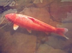 生まれは江戸時代！226歳まで生きた史上最古の日本の鯉の画像 2/3
