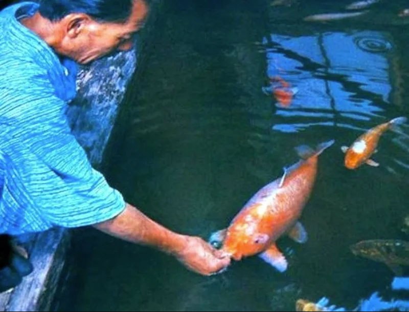 生まれは江戸時代！226歳まで生きた史上最古の日本の鯉の画像 1/3