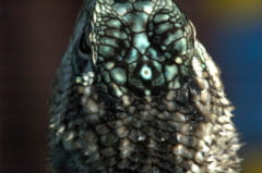 第3の目を持つトカゲは、遺伝子的に「哺乳類と爬虫類のハーフ」であることが判明の画像 2/4
