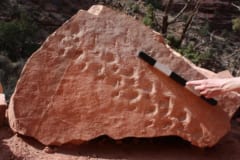 3億年前の「脊椎動物の足跡」が米グランドキャニオンで見つかる。足跡化石の”最古の記録”を更新！の画像 1/6