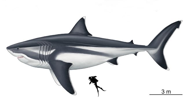 最恐モンスターサメ「メガロドン」の正確なサイズが判明！ジョーズも逃げ出すデカさだったの画像 1/5