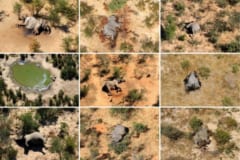 死因不明の「ゾウの大量死」、水飲み場に大量発生したシアノバクテリアが原因と発表（ボツワナ）の画像 2/3