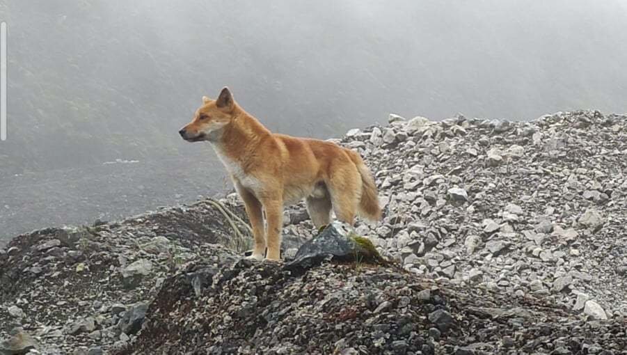 サイレンのような遠吠え。絶滅したはずの「ニューギニアの歌う犬」が約50年ぶりに野生で確認されるの画像 1/3
