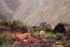 サイレンのような遠吠え。絶滅したはずの「ニューギニアの歌う犬」が約50年ぶりに野生で確認されるの画像 2/3