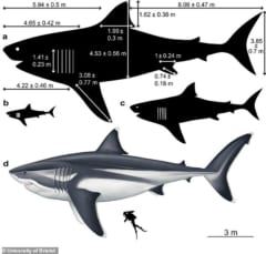 最恐モンスターサメ「メガロドン」の正確なサイズが判明！ジョーズも逃げ出すデカさだったの画像 4/5