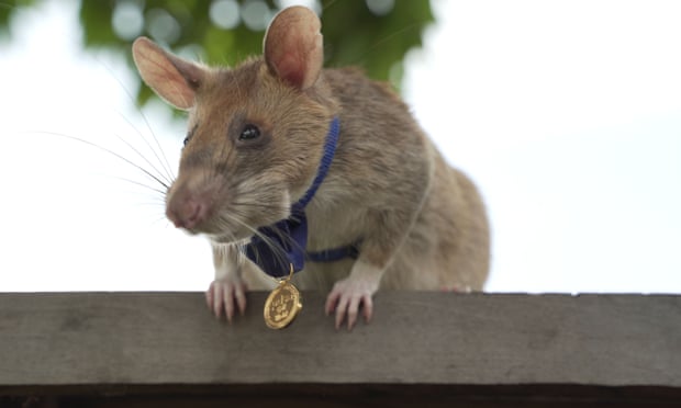 地雷探知で人命を救った「英雄ネズミ」が最高賞の金メダルを受賞！
