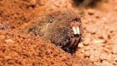 実験で使われたデバネズミは他の地下に棲むげっ歯類と比べて比較的明確な目の構造を保持している
