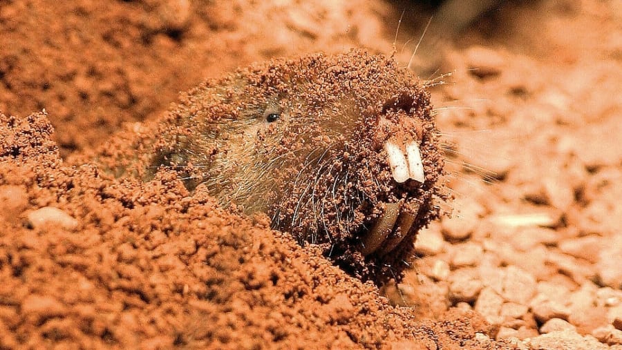 実験で使われたデバネズミは他の地下に棲むげっ歯類と比べて比較的明確な目の構造を保持している