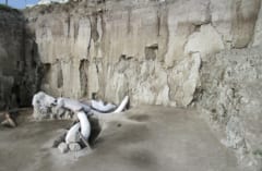 メキシコの建設地から史上最大量の「200体のマンモスの骨」が出土！の画像 1/3