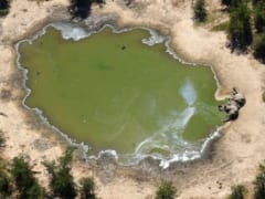死因不明の「ゾウの大量死」、水飲み場に大量発生したシアノバクテリアが原因と発表（ボツワナ）の画像 3/3