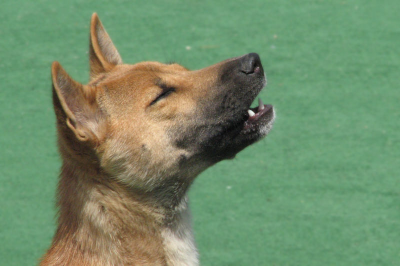 サイレンのような遠吠え 絶滅したはずの ニューギニアの歌う犬 が約50年ぶりに野生で確認されるの画像 3 3 ナゾロジー
