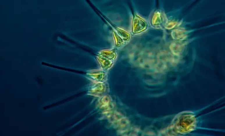 “暗闇でも光合成する”植物プランクトンが北極の氷の下から発見！驚異の生存戦略とは？