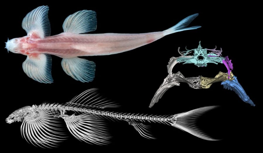 歩ける魚 が新たに10種判明 共通点は他の魚類にはない 骨盤のカタチ ナゾロジー