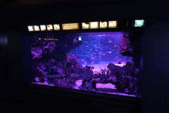 夜のサンシャイン水族館「もっと性いっぱい展」に行ってきました。真っピンク空間にドキドキ…の画像 11/21