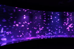 夜のサンシャイン水族館「もっと性いっぱい展」に行ってきました。真っピンク空間にドキドキ…の画像 13/21