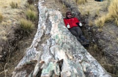 ペルーで発見された1000万年前の「巨木の化石」から、既存の古代気候モデルの予想と異なる証拠が見つかる！の画像 2/4