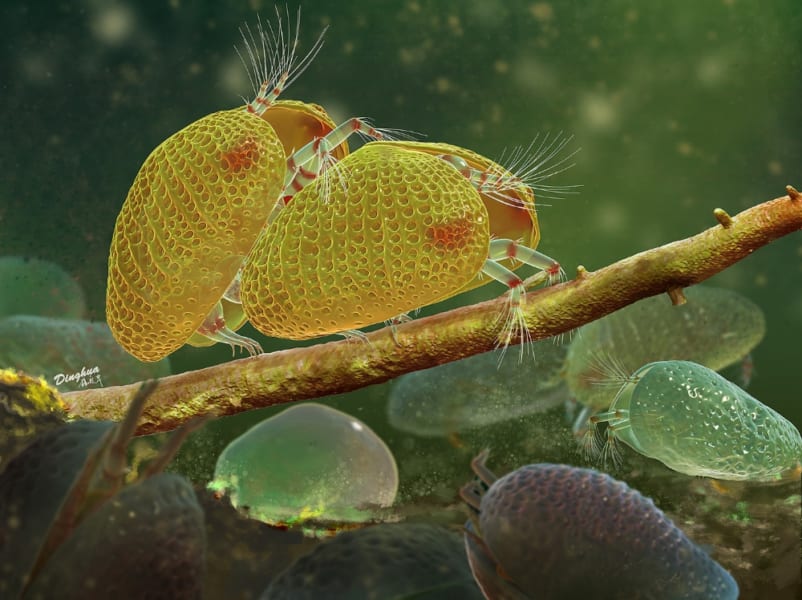 貝形虫類の後尾のイメージ画像