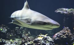進化史が覆る!?サメは硬骨魚の祖先から”あえて軟骨にシフトした”という研究の画像 3/3