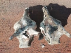 落雷で死亡した2頭のキリンの頭蓋骨