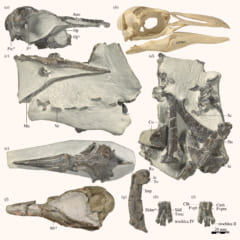 すべてのペンギンの祖先は、”失われた第8大陸ジーランディアの住人”だったの画像 2/4