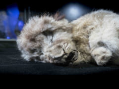 シベリアの永久凍土で見つかった「ホラアナライオン」のメス