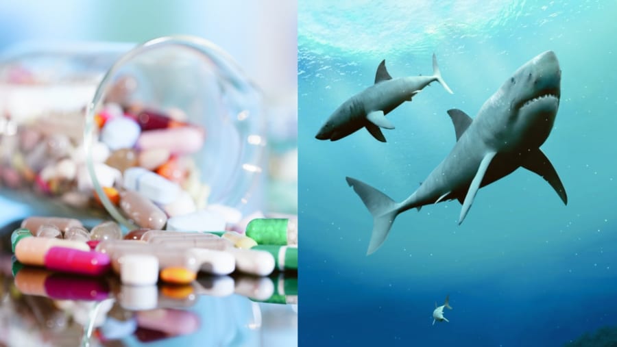 新型コロナのワクチン開発で「サメ」が絶滅する!?全人類へのワクチン摂取で”50万匹”が必要に