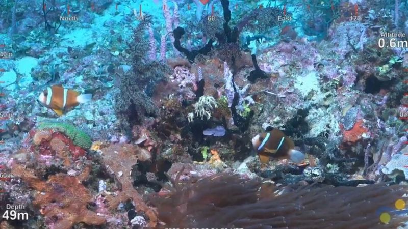 見つかった巨大サンゴ礁の一部、水深49mあたり