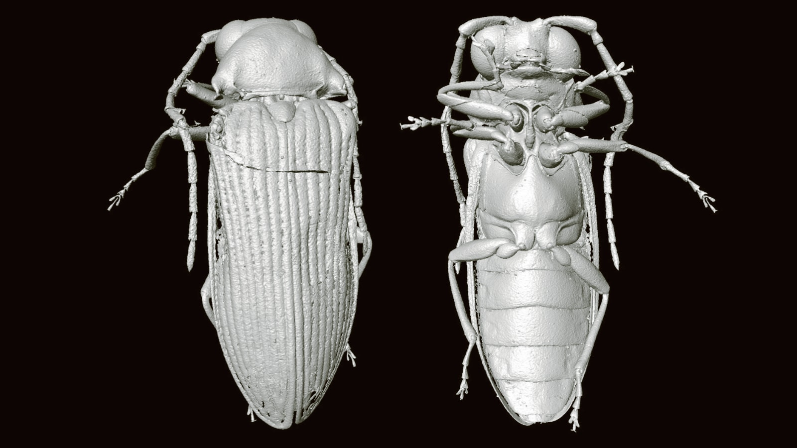 琥珀から見つかった9900万年前のナゾの甲虫