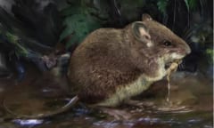 新種の半水棲ネズミを発見